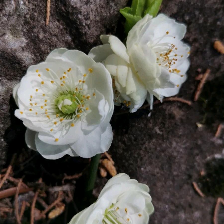 亲情红梅观光园