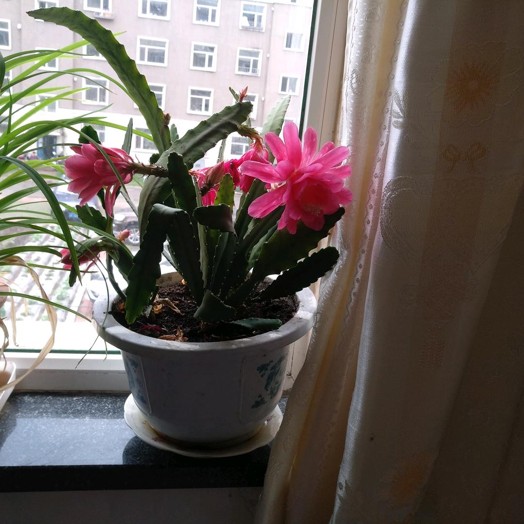 刘加林