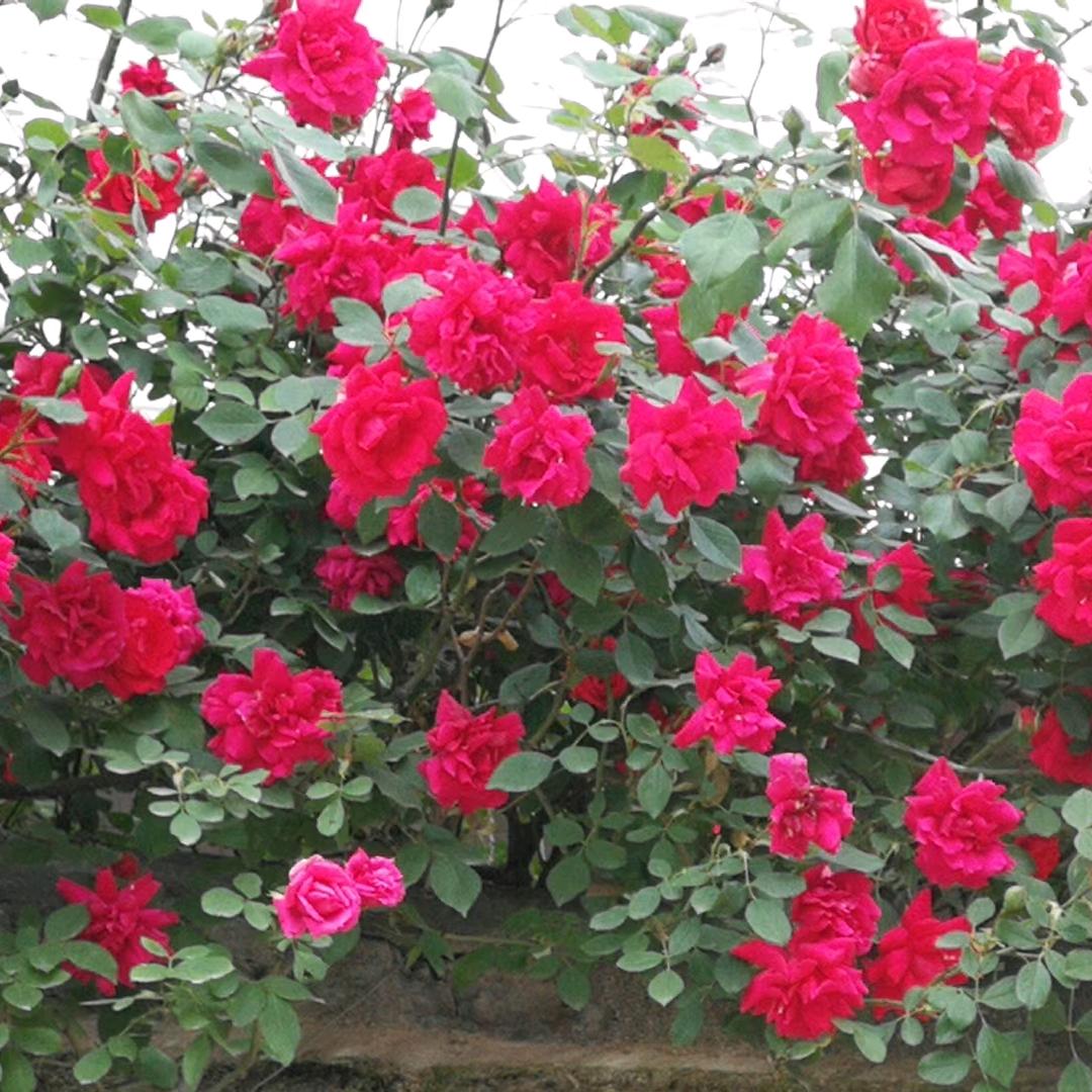 香菊