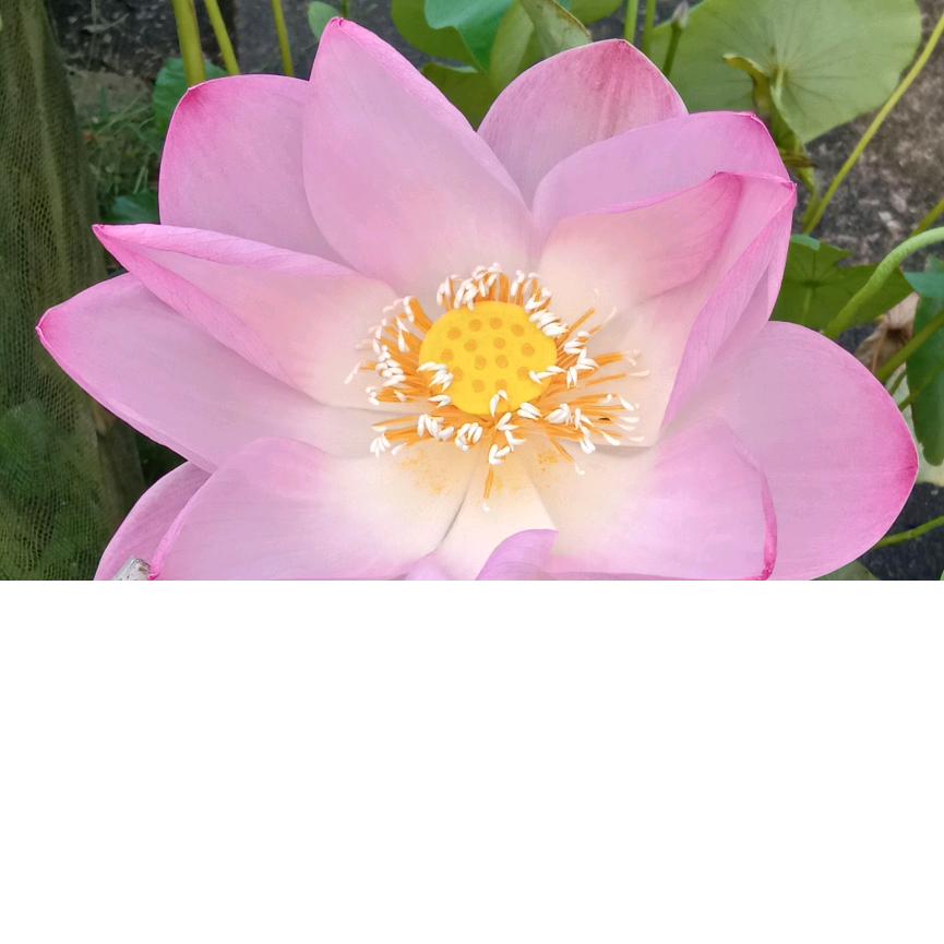 随缘