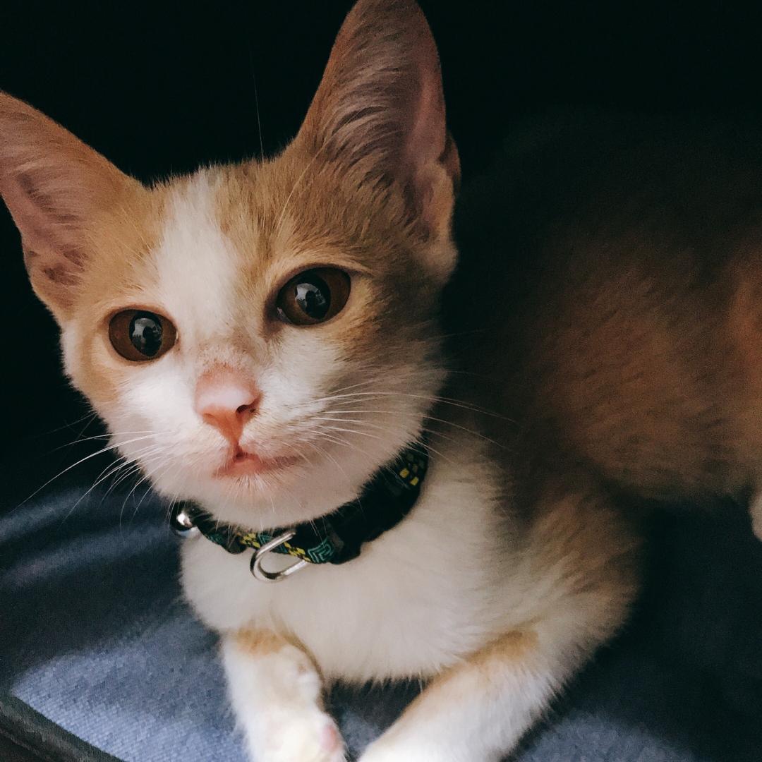 BOBO