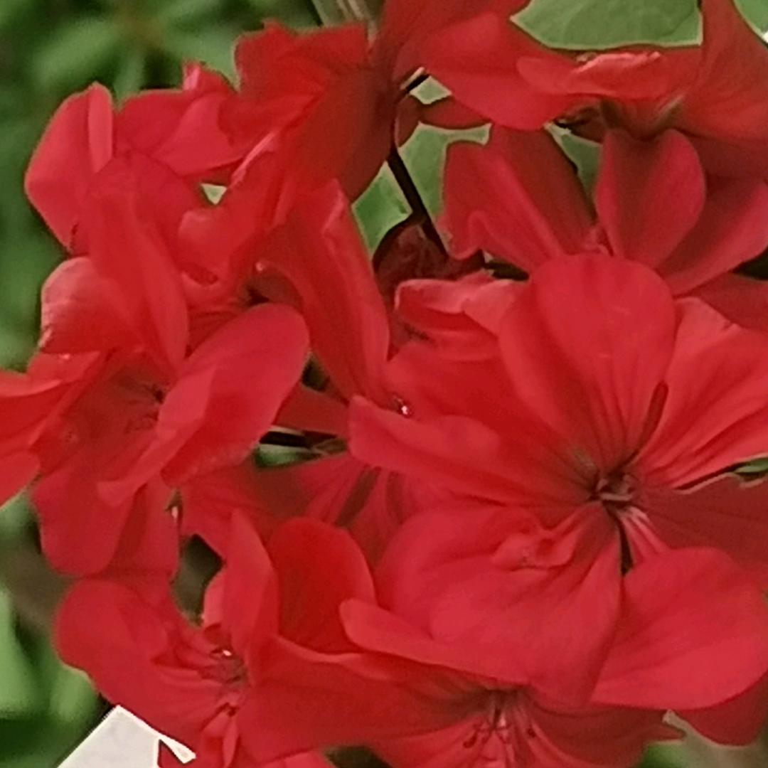 灰麻雀