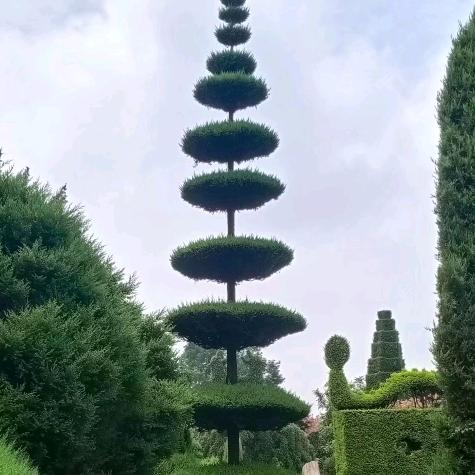 没心没肺的活着