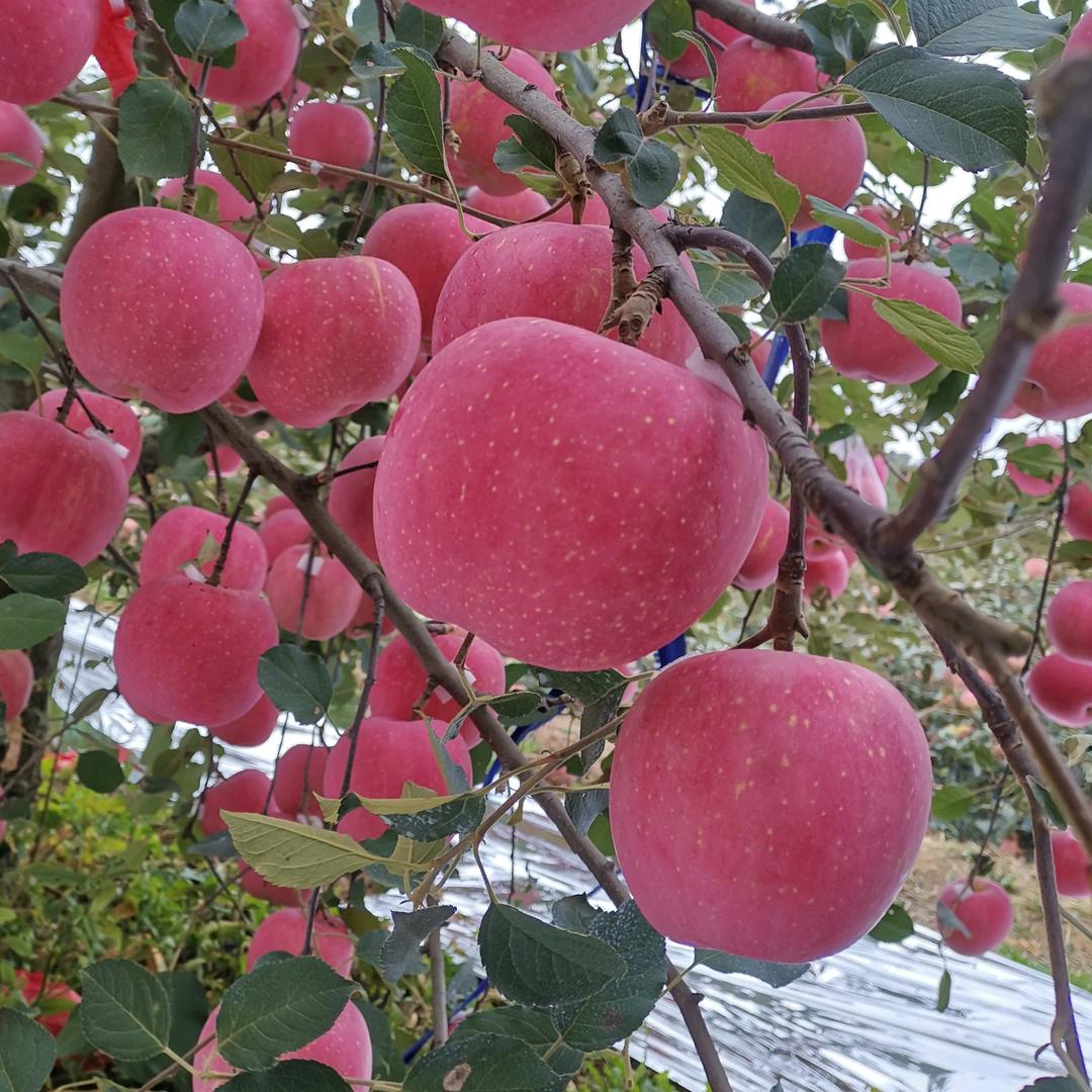 观水苹果姐（橱窗已开）
