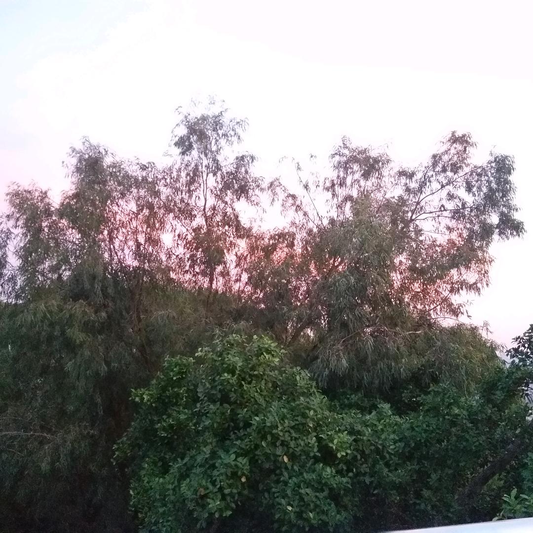 小蔡