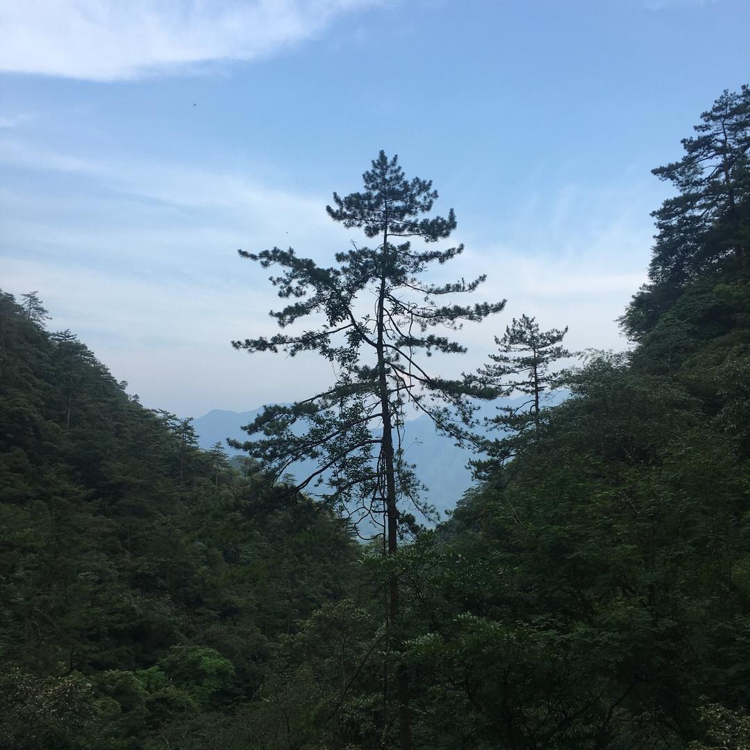红旗楊