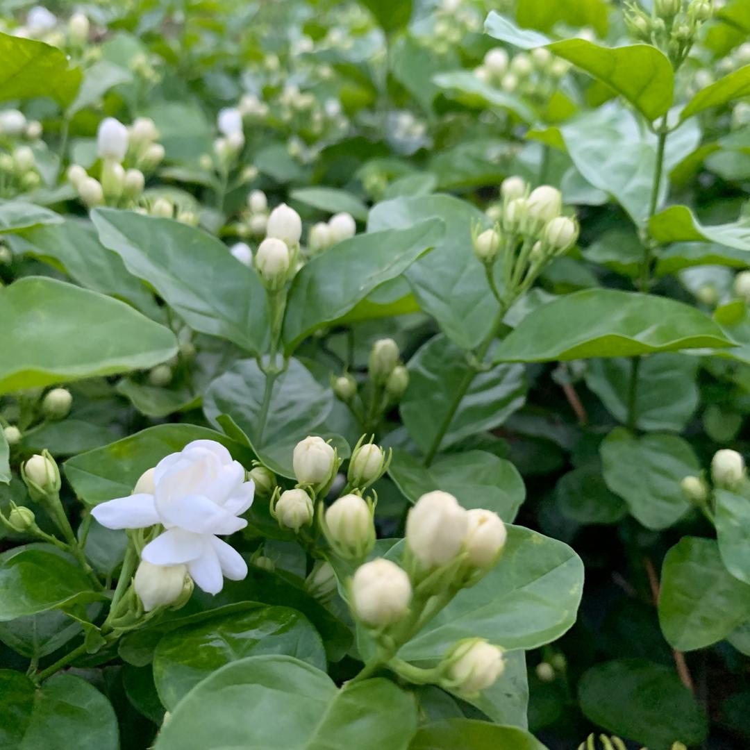 横县雨欣茉莉