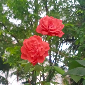 🌹带刺的玫瑰🌹