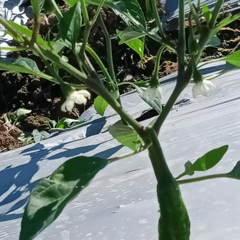 为生活而奋斗的女人