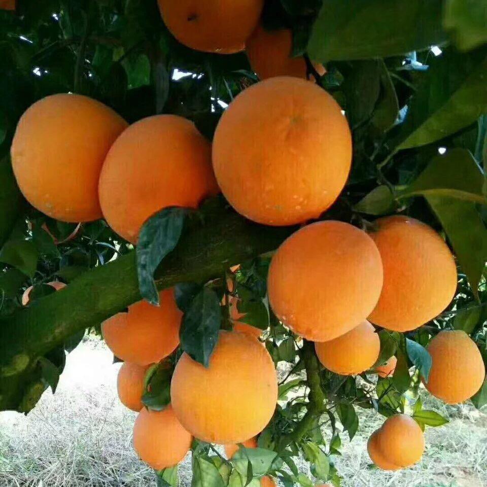 富明脐橙