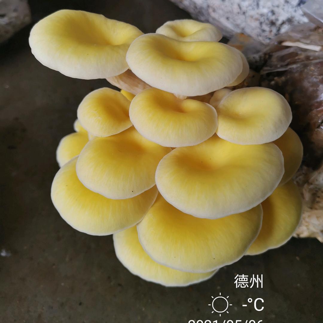 山东德州市食用菌研究所