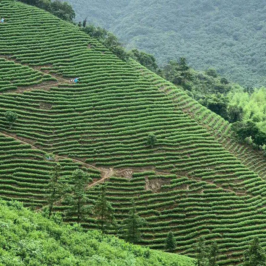 平昌茶馆正能量