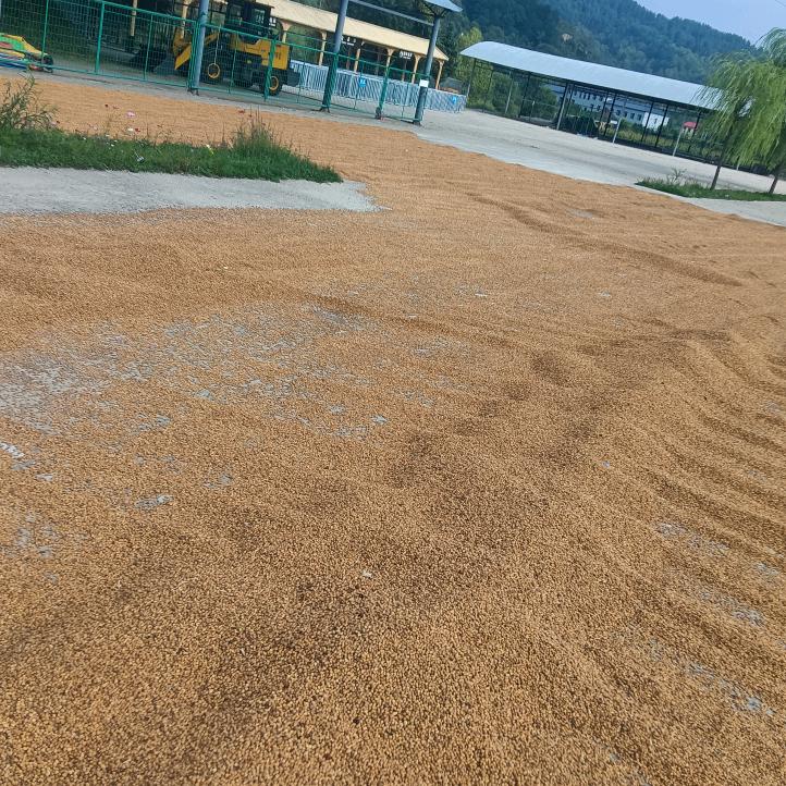 难得糊涂