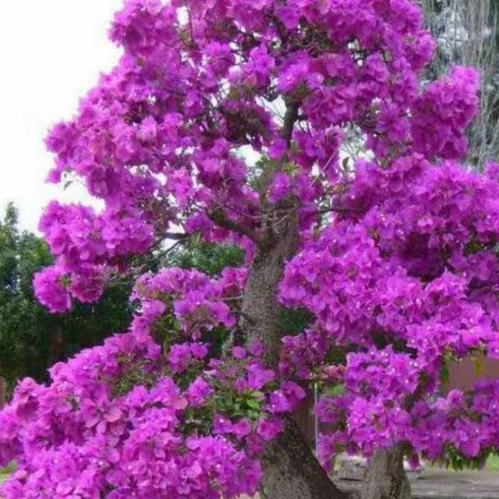 梅花香自苦