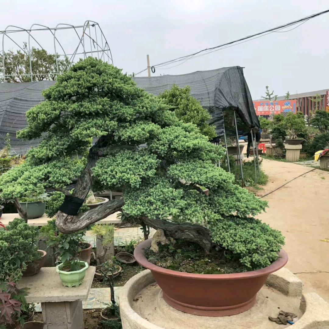 沭阳县冉景苗木园艺