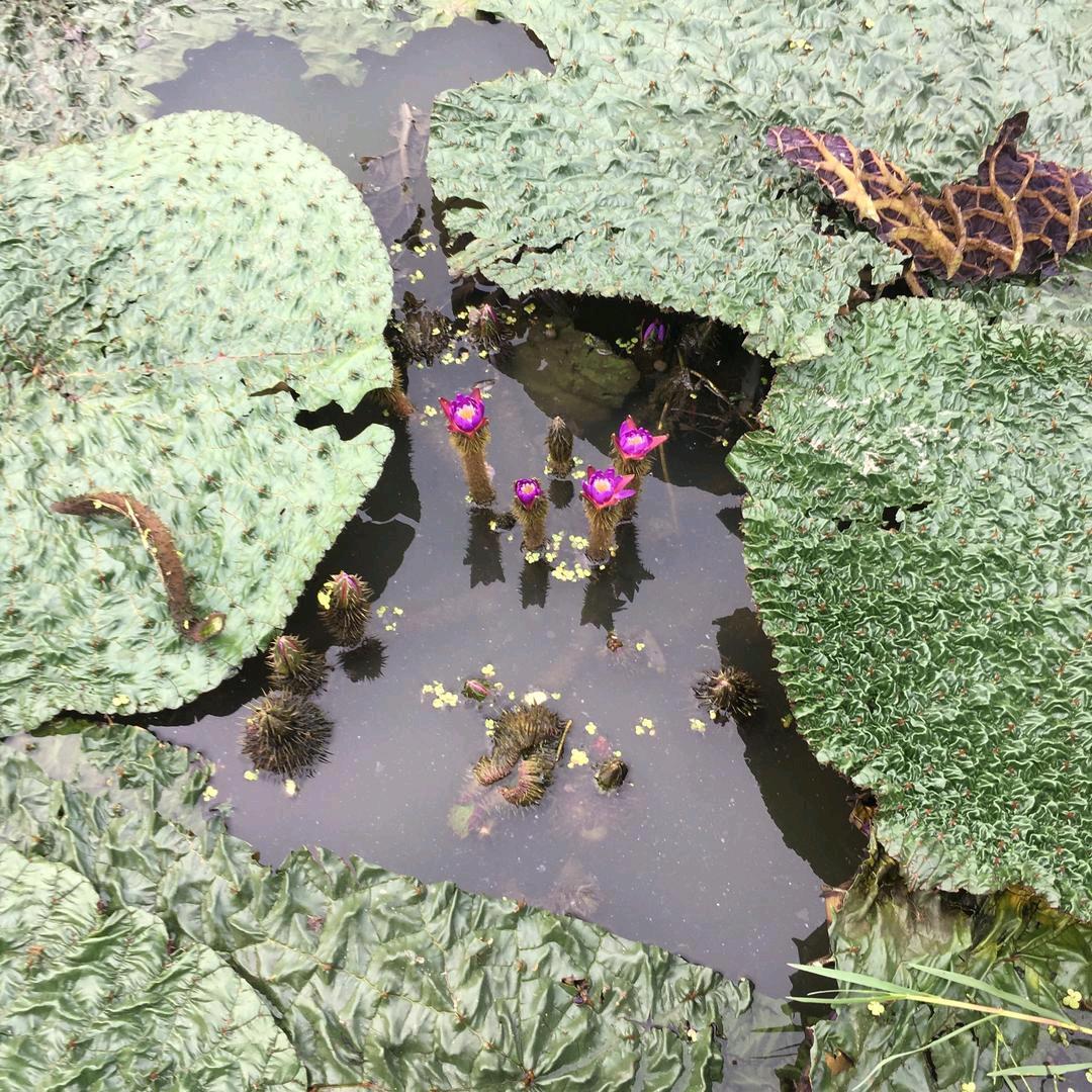 农户产品芡实 鸡头米