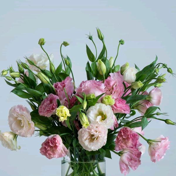七月水仙🌷