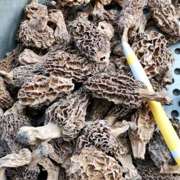 新疆野生羊肚菌