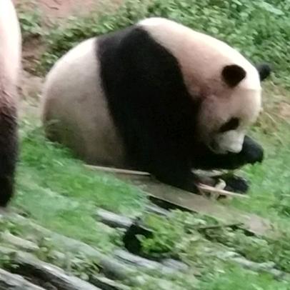 一昂上头惹