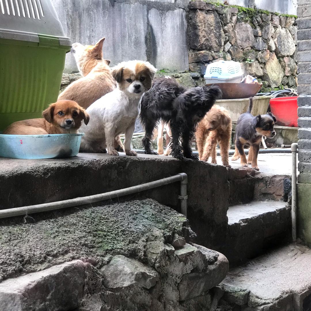 都匀市流浪狗中心