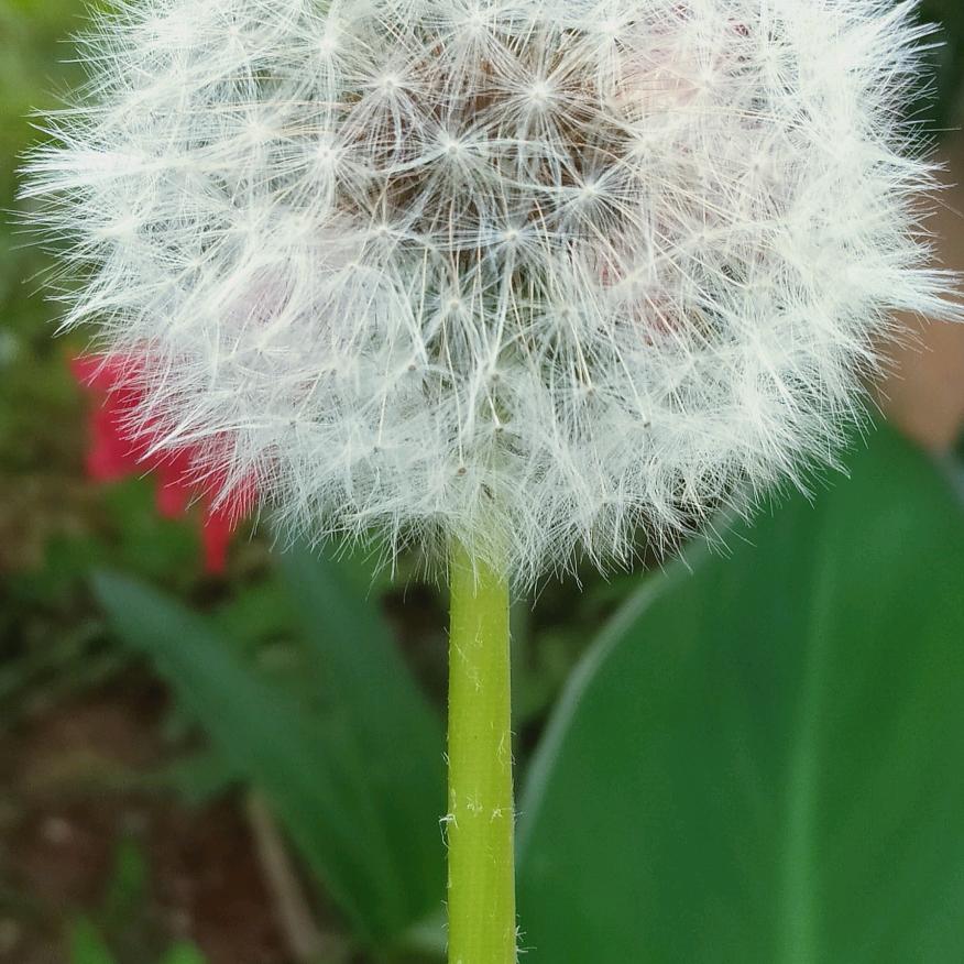 毛毛