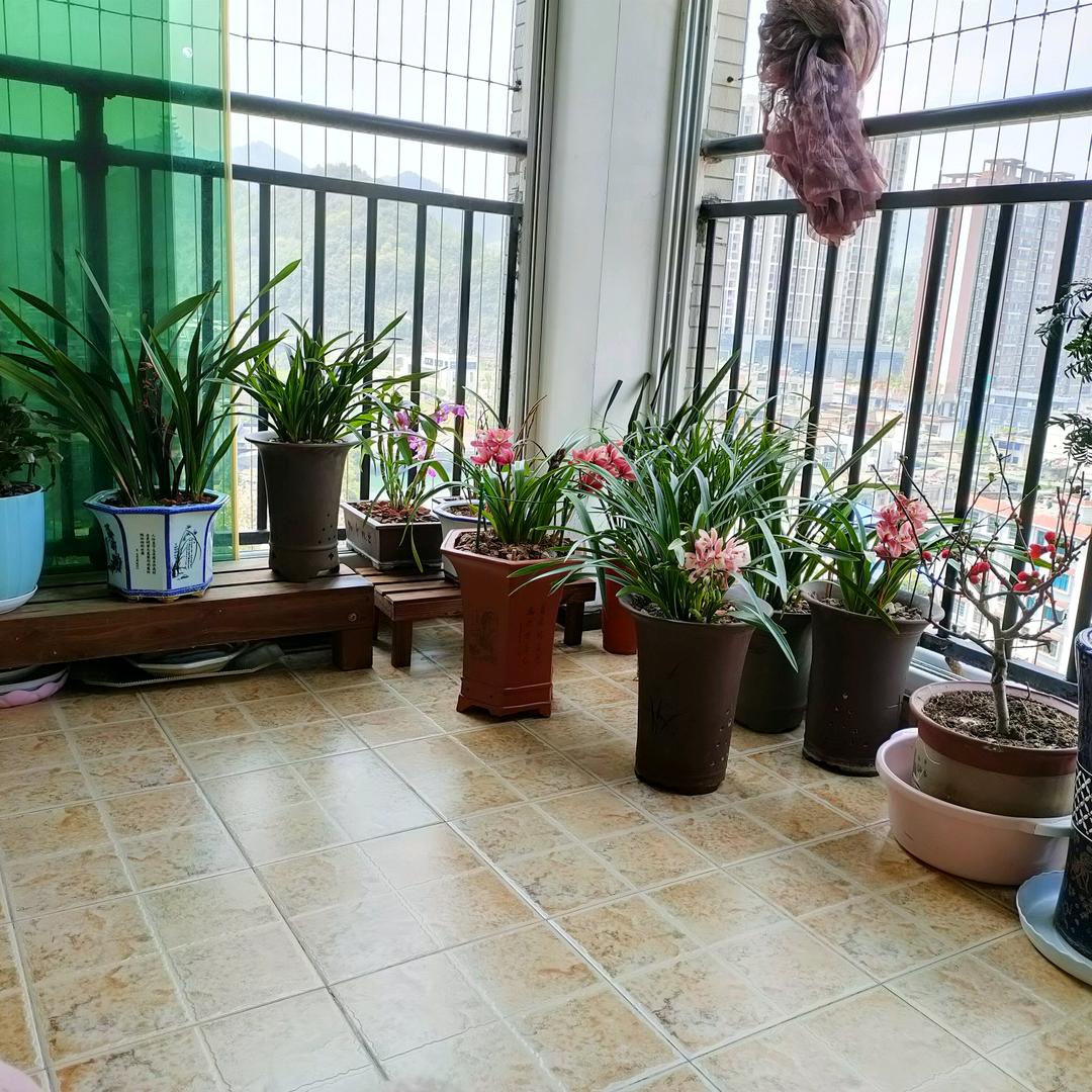 香水柠檬