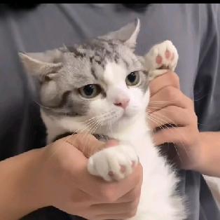 飒