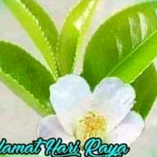 ယာတအာင်းထမင်းဆိုင်