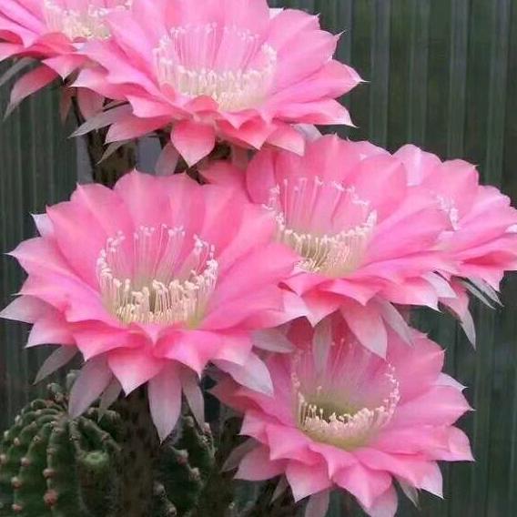 花好月圆