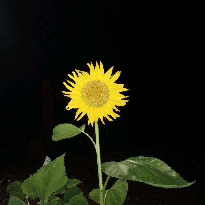 雨中紫薇花