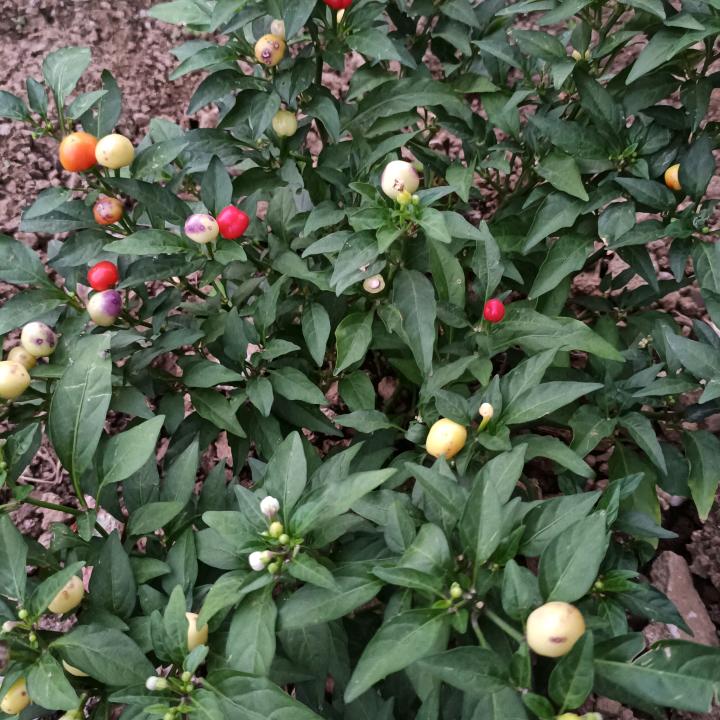 胡二姐（拒绝私聊 ）