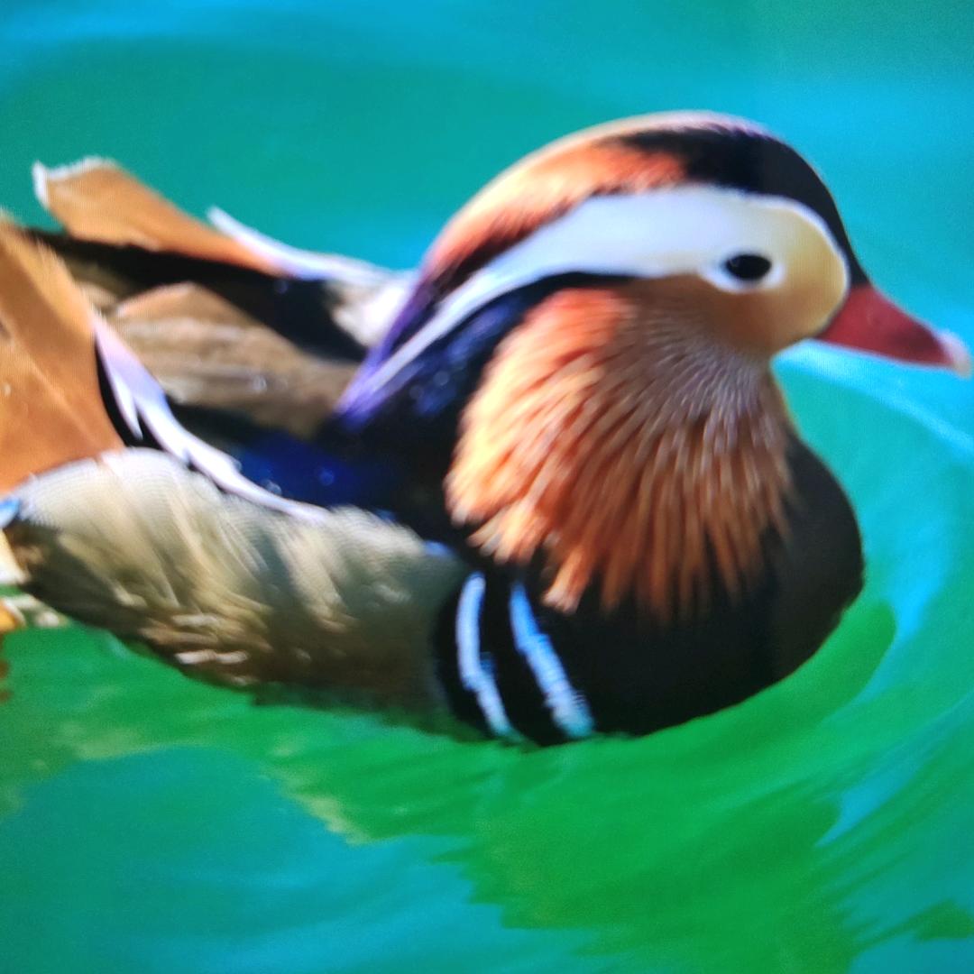 担当