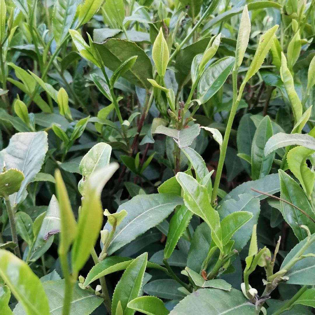 茶乡五哥信阳毛尖