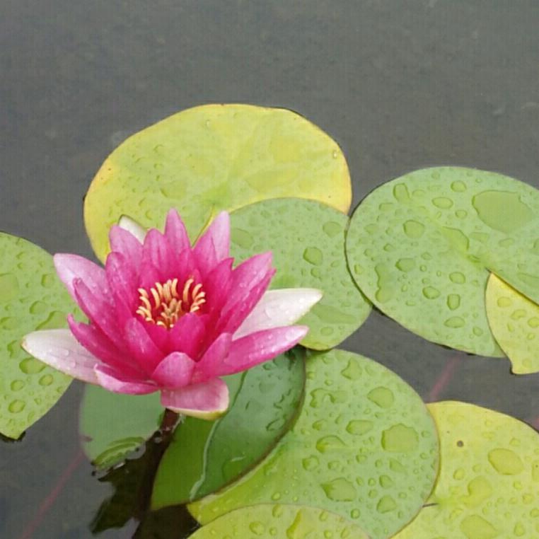 妙吉祥