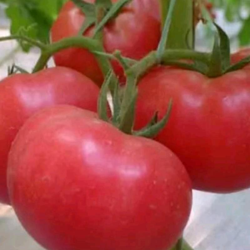 逍遥蔬菜批发