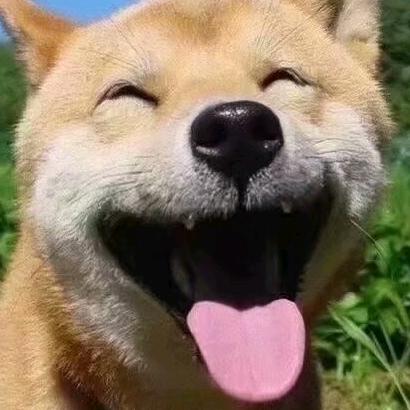 倒霉熊🐻头像