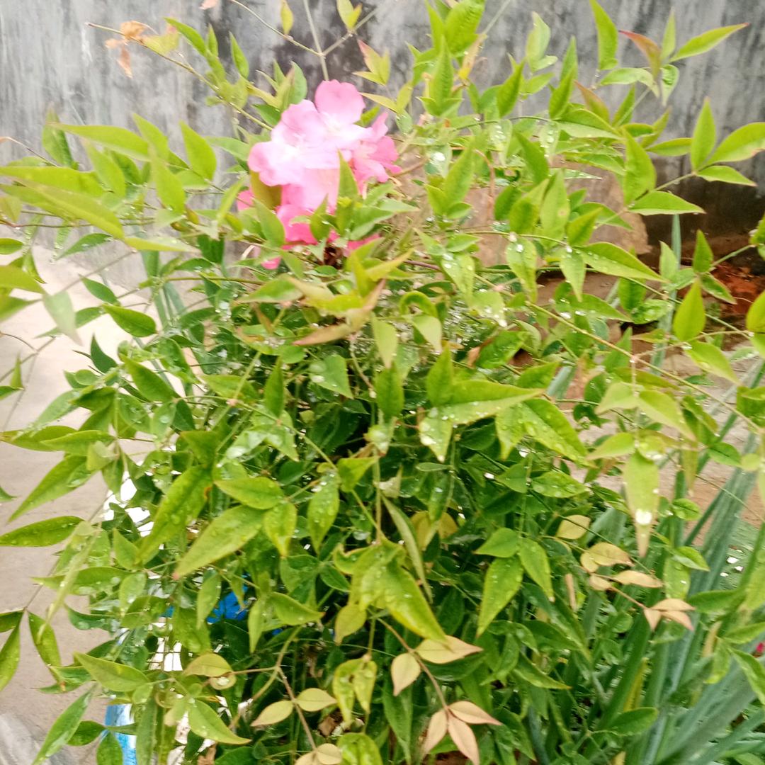 宝宝欣欣