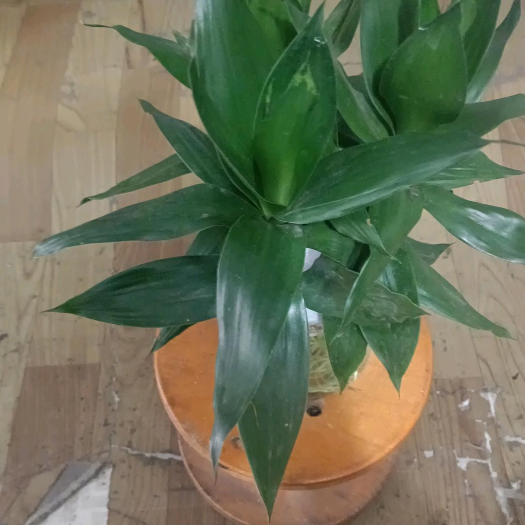 奎哥，服务行业，护工！