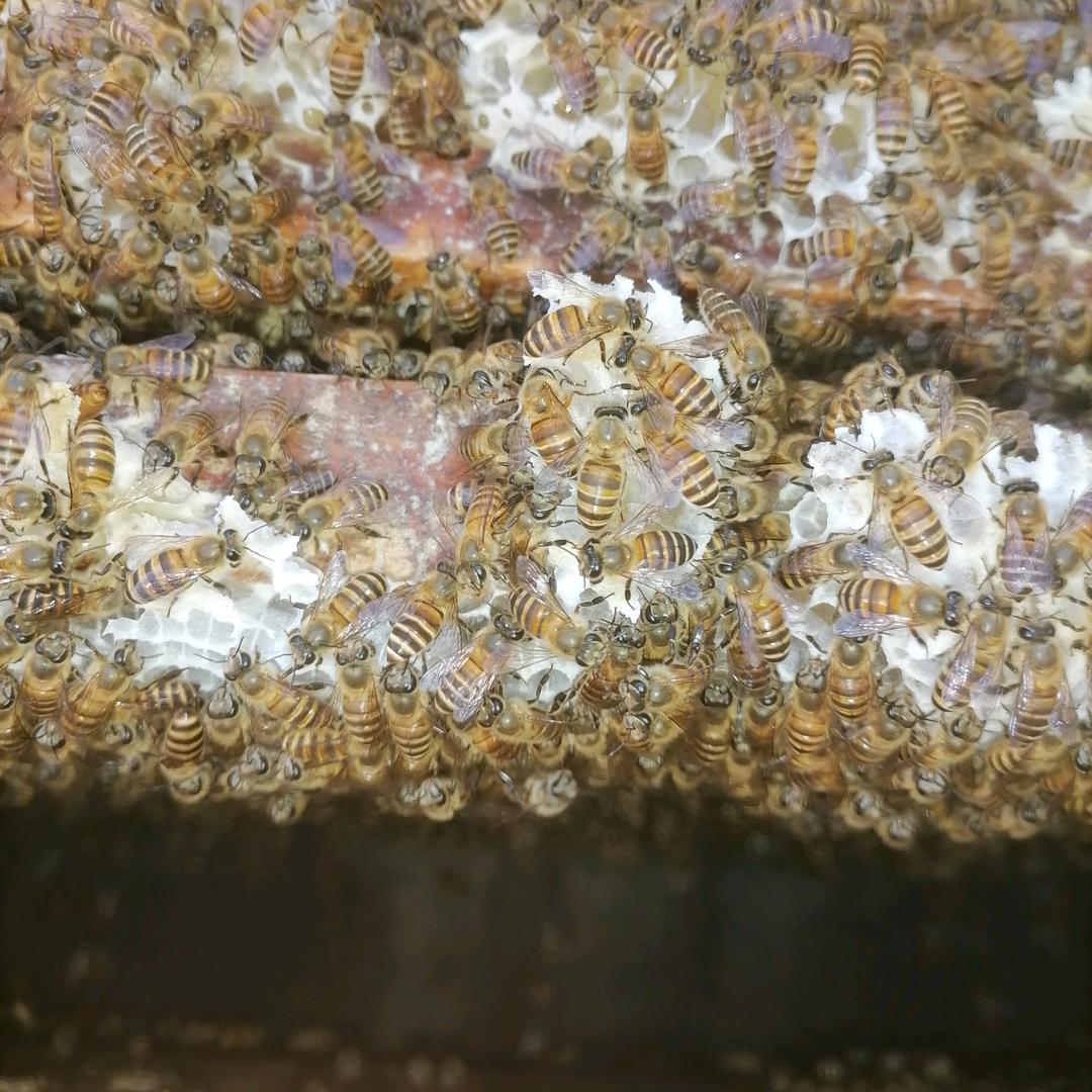 真正土蜂蜜批发零售：欢迎友友们选购