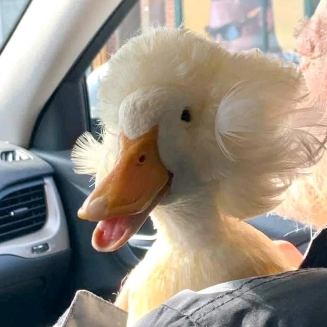 超级无敌霹雳⚡可爱哒哒鹅