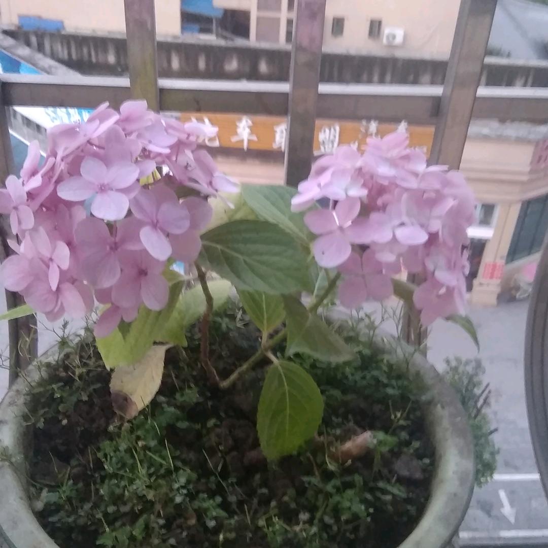 吉祥