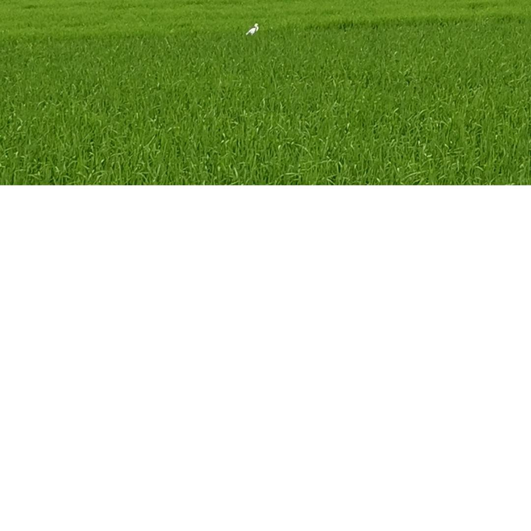 何事悲秋风