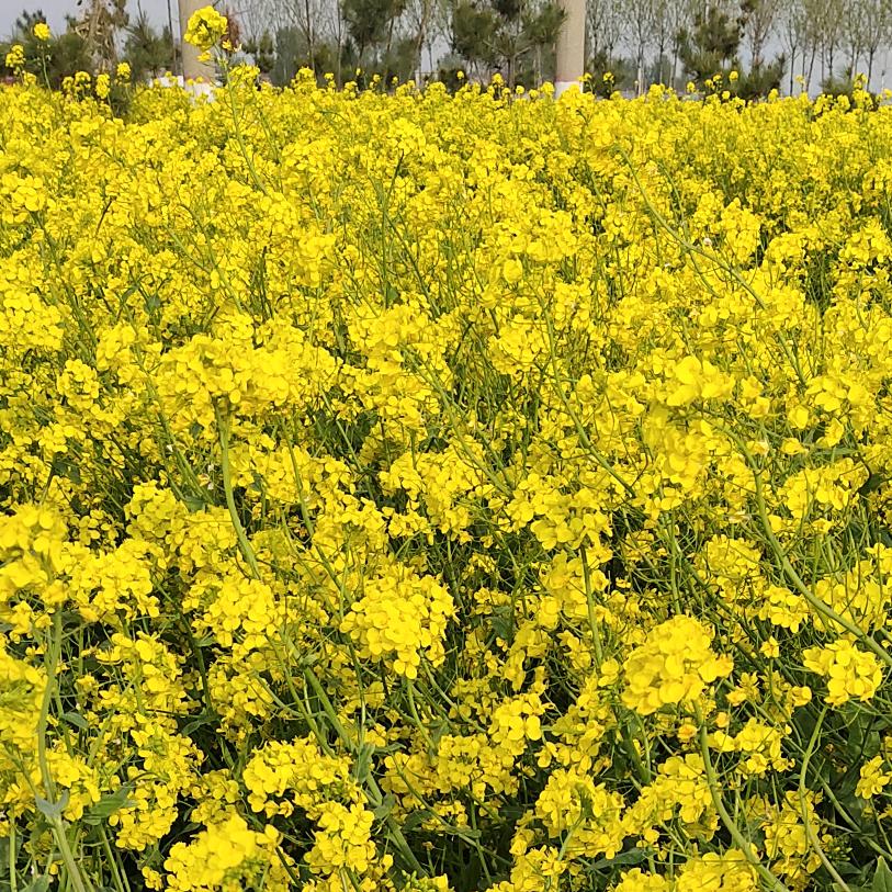 🌻轩洋宝贝🌻