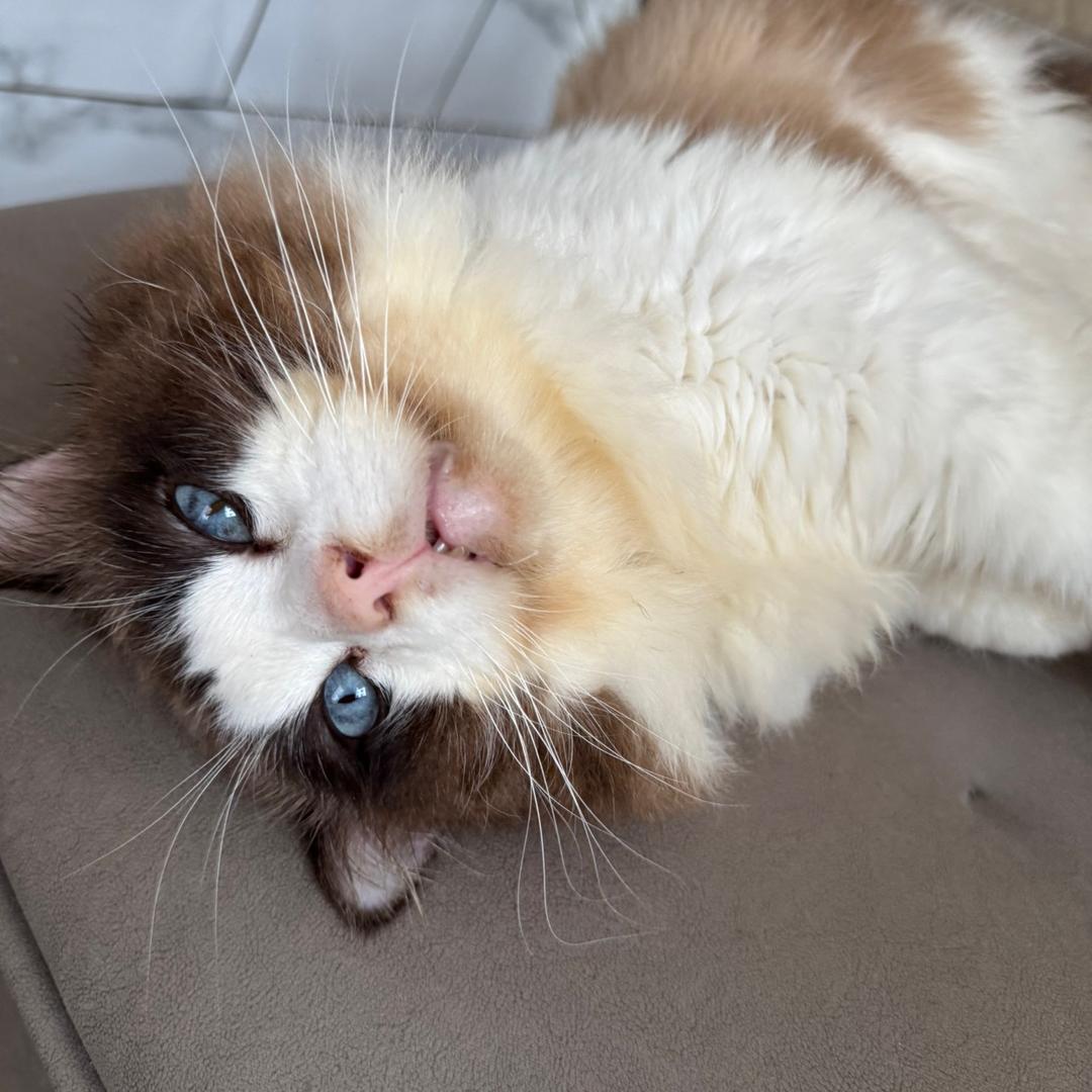 粘人精布偶小团团