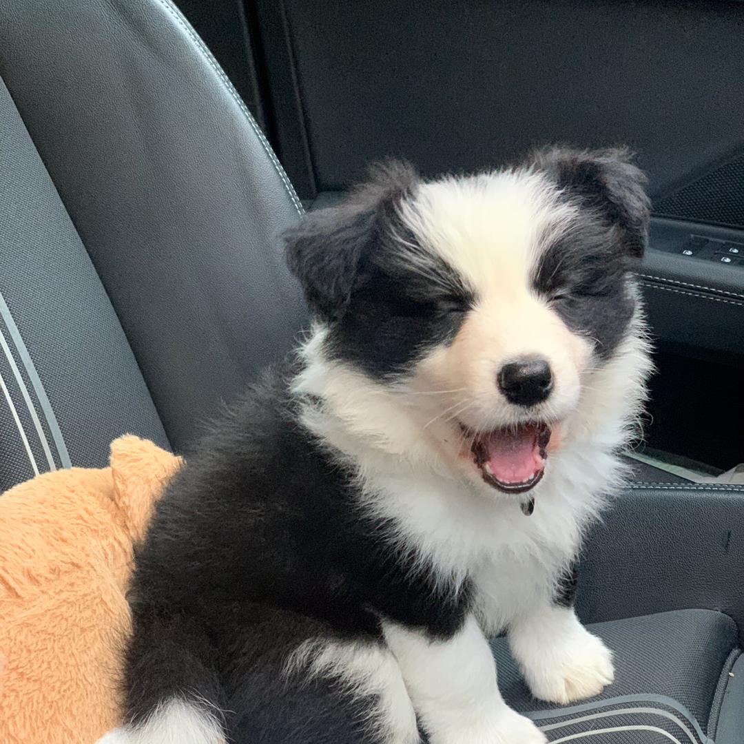 🐑放羊的钟米奇～