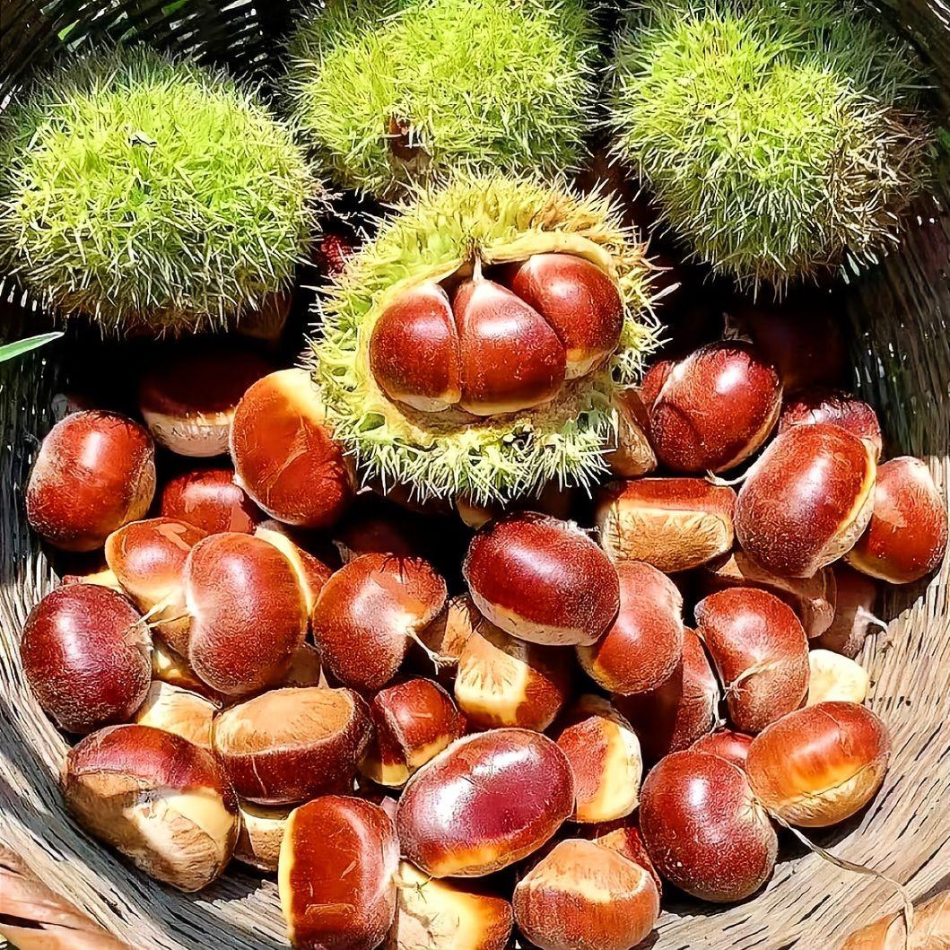 江西深山野山板栗