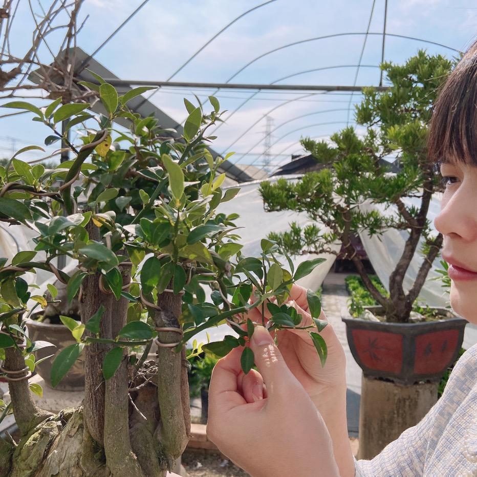 花妍巧语园艺