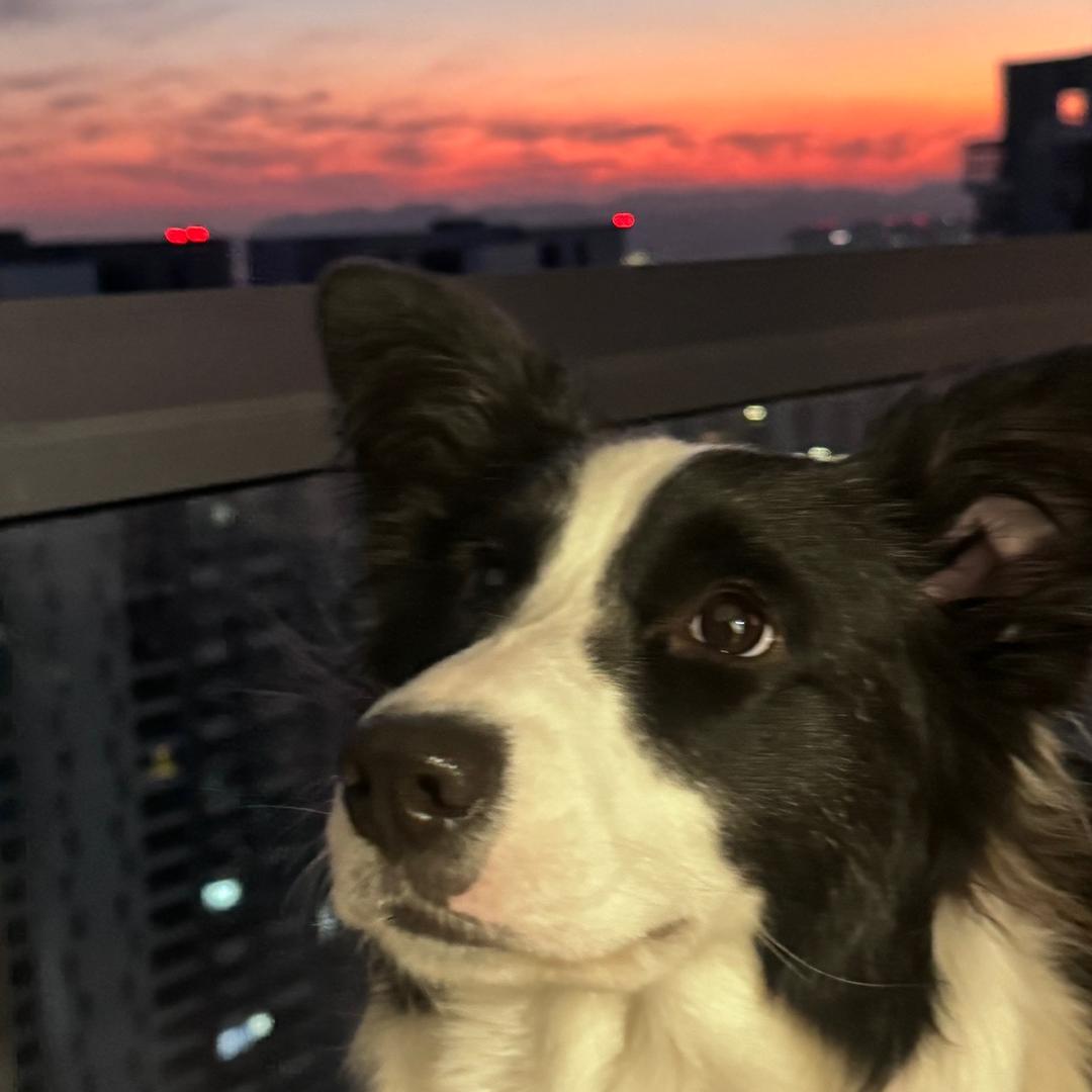 DoggyDonda