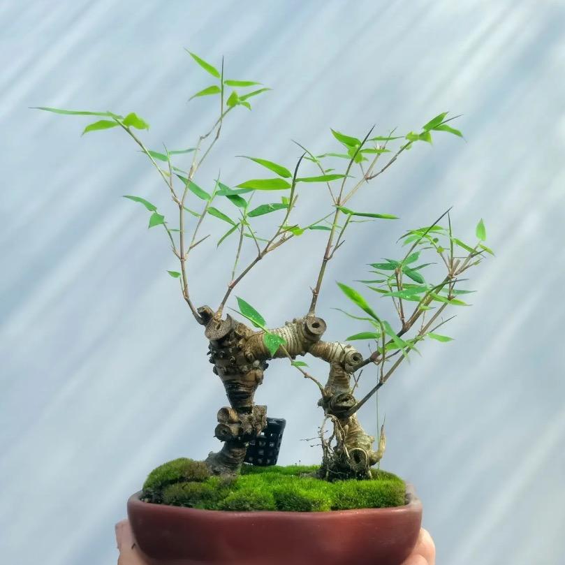 少东家的竹盆景园