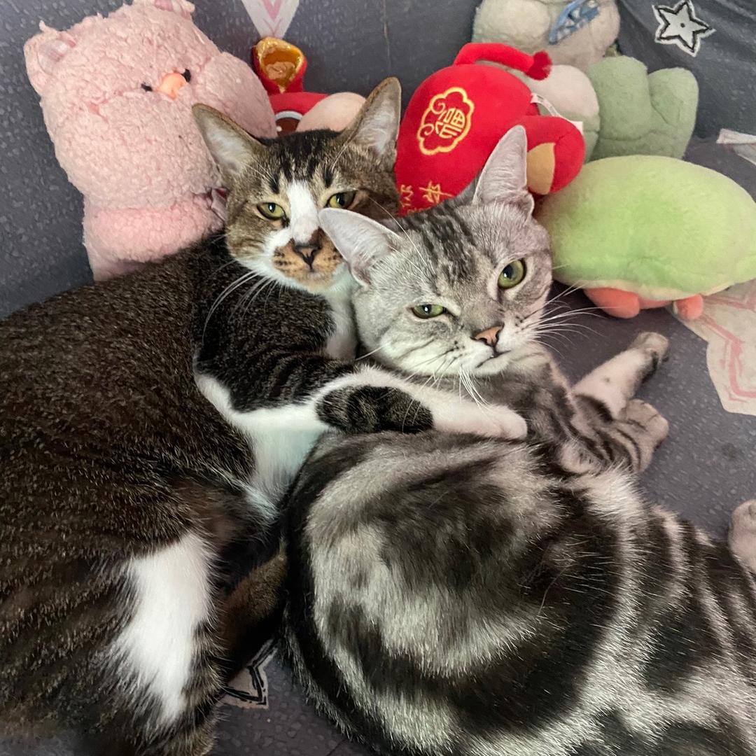 家有元宝和七喜